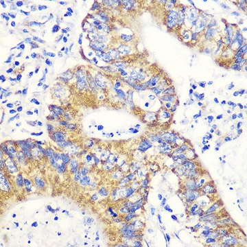 Anti-NRF2 antibody produced in rabbit