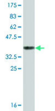 Monoclonal Anti-BHMT2, (N-terminal) antibody produced in mouse clone 1E8, ascites fluid
