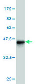 Monoclonal Anti-PALM antibody produced in mouse clone 7C5, purified immunoglobulin, buffered aqueous solution