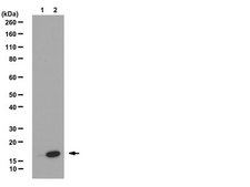 Anti-monomethyl Histone H3 (Lys9) Antibody, clone CMA306 clone CMA306, from mouse