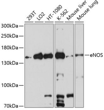 Anti-eNOS antibody produced in rabbit