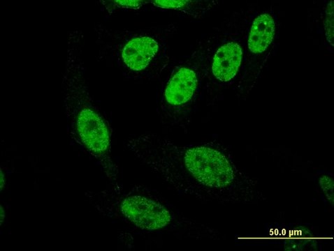 ANTI-PASD1 antibody produced in mouse clone 3C1, purified immunoglobulin, buffered aqueous solution