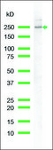 Anti-Nestin antibody, Rabbit monoclonal clone SP103, recombinant, expressed in proprietary host, affinity isolated antibody