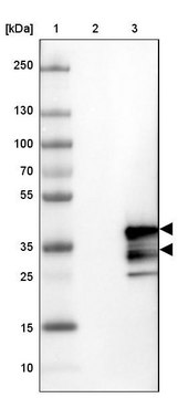 Anti-CHMP3 antibody produced in rabbit Prestige Antibodies&#174; Powered by Atlas Antibodies, affinity isolated antibody, buffered aqueous glycerol solution