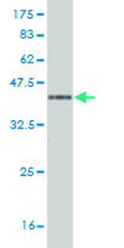 Monoclonal Anti-PCDH1 antibody produced in mouse clone 2E8, purified immunoglobulin, buffered aqueous solution