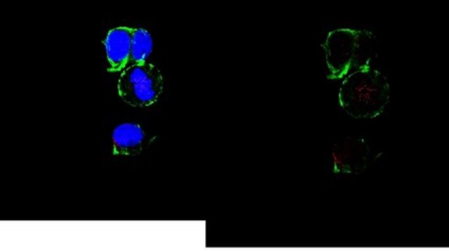 Anti-Mis12 Complex from rabbit