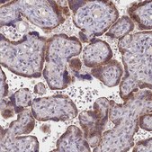 Anti-PDE6D antibody produced in rabbit Prestige Antibodies&#174; Powered by Atlas Antibodies, affinity isolated antibody, buffered aqueous glycerol solution