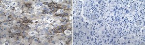 Anti-PD-L1/CD274 Antibody, clone 73-10 ZooMAb&#174; Rabbit Monoclonal recombinant, expressed in HEK 293 cells