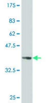 ANTI-PAX8 antibody produced in mouse clone 1D1, purified immunoglobulin, buffered aqueous solution