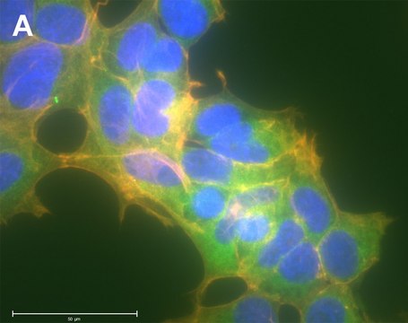 Anti-MEK1 Antibody, clone 1F18 ZooMAb&#174; Rabbit Monoclonal recombinant, expressed in HEK 293 cells