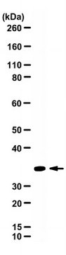 Anti-Islet-1 homeobox Antibody, clone 39.3F7