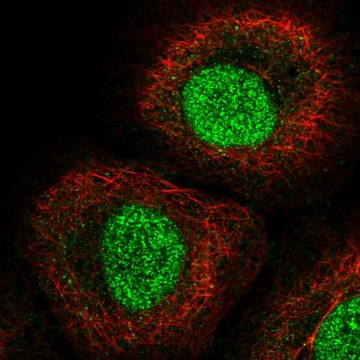 Anti-Irf1 Antibody Produced In Rabbit Prestige Antibodies&#174; Powered by Atlas Antibodies, affinity isolated antibody, buffered aqueous glycerol solution