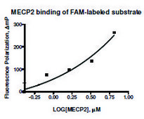 MECP2 human recombinant, expressed in E. coli, &#8805;70% (SDS-PAGE)