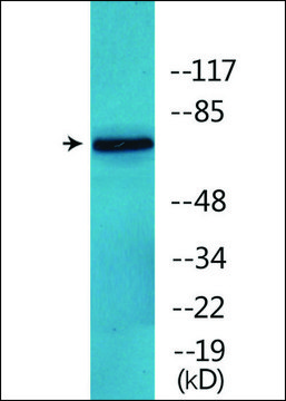 Anti-phospho-C-RAF (pSer642) antibody produced in rabbit affinity isolated antibody