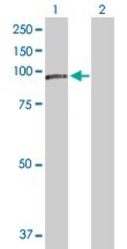 Anti-NCSTN antibody produced in rabbit purified immunoglobulin, buffered aqueous solution