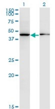 Monoclonal Anti-ALLC antibody produced in mouse clone 3D3, purified immunoglobulin, buffered aqueous solution