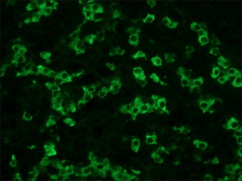 Anti-Rat IgG (whole molecule)–FITC antibody produced in rabbit affinity isolated antibody, buffered aqueous solution