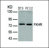 Anti-FOXO1 (Ab-319) antibody produced in rabbit affinity isolated antibody