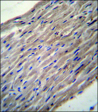 ANTI-PLOD1 (N-TERM) antibody produced in rabbit IgG fraction of antiserum, buffered aqueous solution