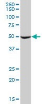 Anti-MTRF1 antibody produced in mouse IgG fraction of antiserum, buffered aqueous solution