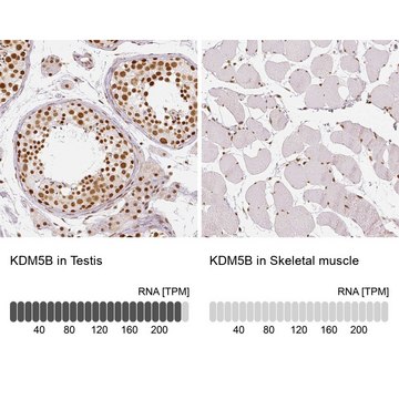 Anti-KDM5B antibody produced in rabbit Prestige Antibodies&#174; Powered by Atlas Antibodies, affinity isolated antibody, buffered aqueous glycerol solution