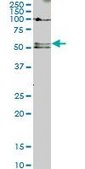 Monoclonal Anti-SMAD5 antibody produced in mouse clone 2D7, purified immunoglobulin, buffered aqueous solution