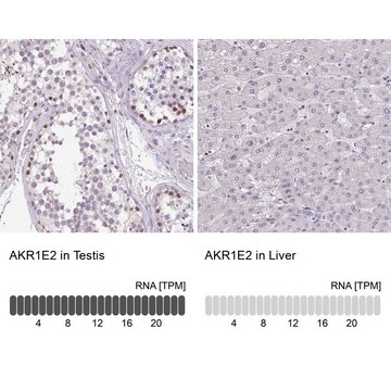 Anti-AKR1E2 antibody produced in rabbit Prestige Antibodies&#174; Powered by Atlas Antibodies, affinity isolated antibody, buffered aqueous glycerol solution