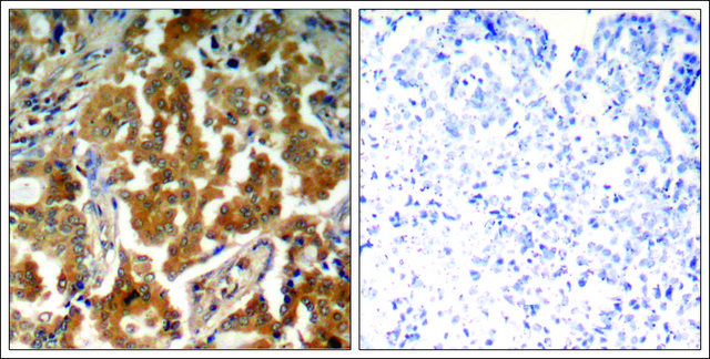 Anti-phospho-ADD1 (pSer726) antibody produced in rabbit affinity isolated antibody