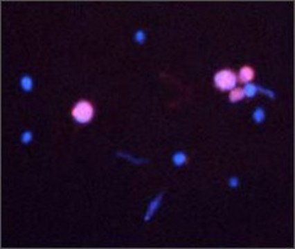 Anti-CASP3 antibody produced in rabbit IgG fraction of antiserum