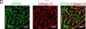 Anti-Na+/K+ ATPase &#945;-1 Antibody, clone C464.6 clone C464.6, Upstate&#174;, from mouse