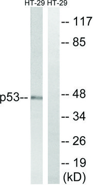 Anti-p53 antibody produced in rabbit affinity isolated antibody