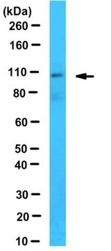 Anti-PAX3/7BP Antibody serum, from rabbit