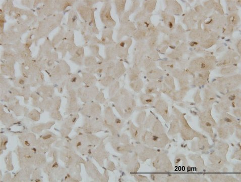 Monoclonal Anti-CYGB antibody produced in mouse clone 1A1, purified immunoglobulin, buffered aqueous solution