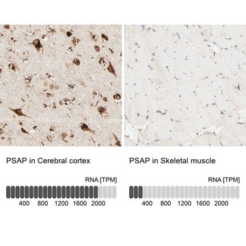 Anti-PSAP antibody produced in rabbit Prestige Antibodies&#174; Powered by Atlas Antibodies, affinity isolated antibody, buffered aqueous glycerol solution