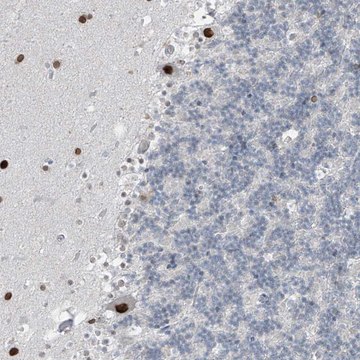 Anti-PRDM6 antibody produced in rabbit Prestige Antibodies&#174; Powered by Atlas Antibodies, affinity isolated antibody, buffered aqueous glycerol solution