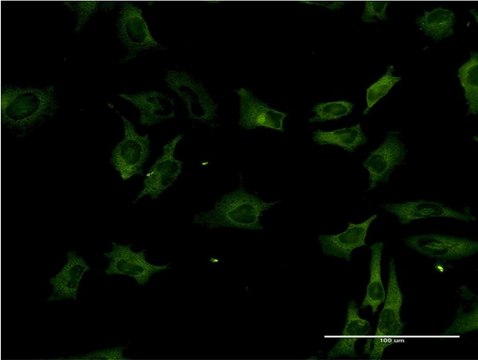 Monoclonal Anti-STK3 antibody produced in mouse clone 4F7, purified immunoglobulin, buffered aqueous solution