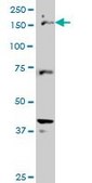 Monoclonal Anti-CUTL1 antibody produced in mouse clone 2D10, purified immunoglobulin, buffered aqueous solution