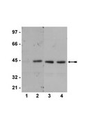 Anti-phospho-CREB (Ser133) Antibody, clone 634-2 clone 634-2, Upstate&#174;, from mouse