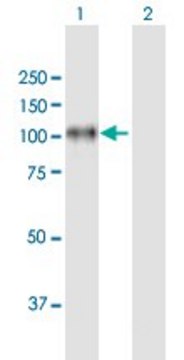 Anti-ITGB8 antibody produced in mouse purified immunoglobulin, buffered aqueous solution