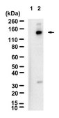 Anti-p-Upf1 (Ser1127) Antibody, clone 1C4-H1 ZooMAb&#174; Rabbit Monoclonal recombinant, expressed in HEK 293 cells