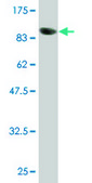 Monoclonal Anti-POLA2 antibody produced in mouse clone 2A8, purified immunoglobulin, buffered aqueous solution