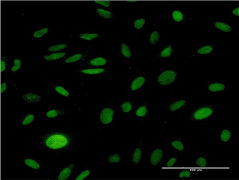 Monoclonal Anti-CMAS antibody produced in mouse clone 2E1, purified immunoglobulin, buffered aqueous solution