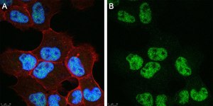Anti-VGLL4 Antibody, clone 1K23 ZooMAb&#174; Rabbit Monoclonal recombinant, expressed in HEK 293 cells