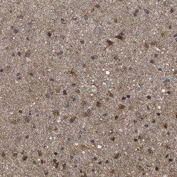 Anti-SGSM2 antibody produced in rabbit Prestige Antibodies&#174; Powered by Atlas Antibodies, affinity isolated antibody, buffered aqueous glycerol solution, Ab1