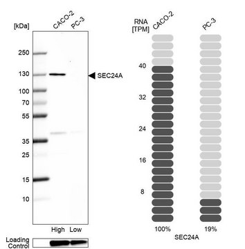 Anti-SEC24A antibody produced in rabbit Prestige Antibodies&#174; Powered by Atlas Antibodies, affinity isolated antibody, buffered aqueous glycerol solution