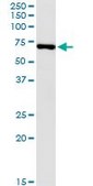 Monoclonal Anti-USH1C, (C-terminal) antibody produced in mouse clone 2B3, purified immunoglobulin, buffered aqueous solution