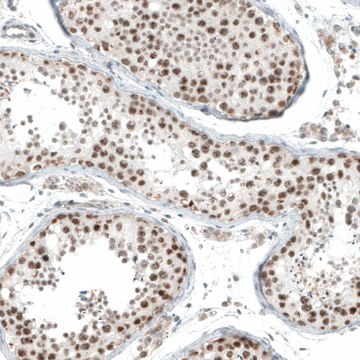 Anti-HLTF antibody produced in rabbit Prestige Antibodies&#174; Powered by Atlas Antibodies, affinity isolated antibody, buffered aqueous glycerol solution