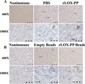 Anti-phospho-Histone H3 (Ser10) Antibody, Mitosis Marker Upstate&#174;, from rabbit