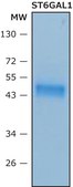 Beta-galactoside alpha-2,6-sialyltransferase 1 &#8805;300&#160;units/mg protein, ST6GAL1 human recombinant, expressed in HEK 293 cells