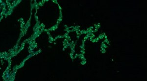 Anti-Surfactant Protein D Antibody, Alexa Fluor&#8482; 488 Conjugate from rabbit, ALEXA FLUOR&#8482; 488